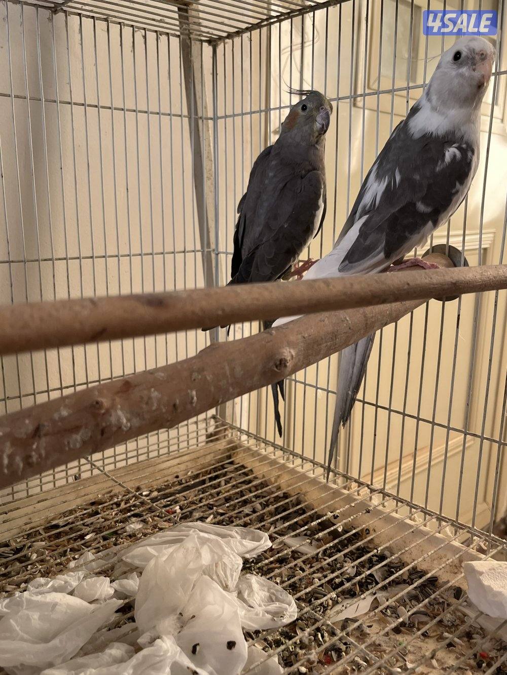 أزواج كوكتيل كراون منتجين4