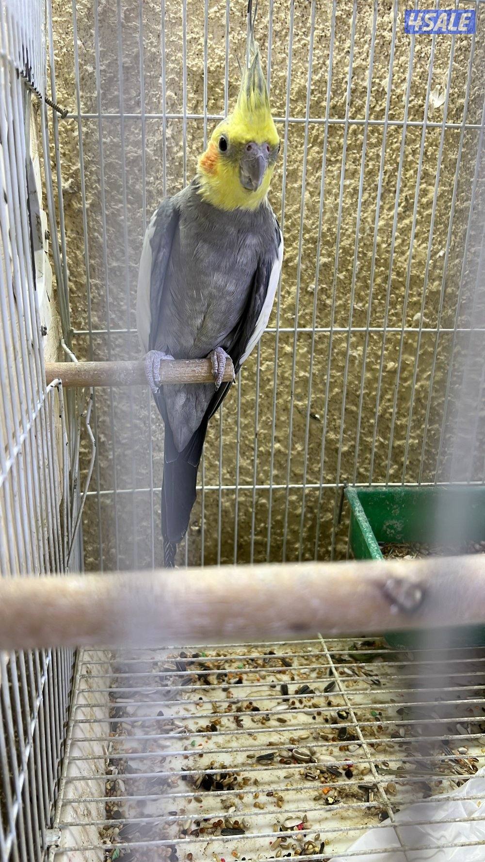 أزواج كوكتيل كراون منتجين5