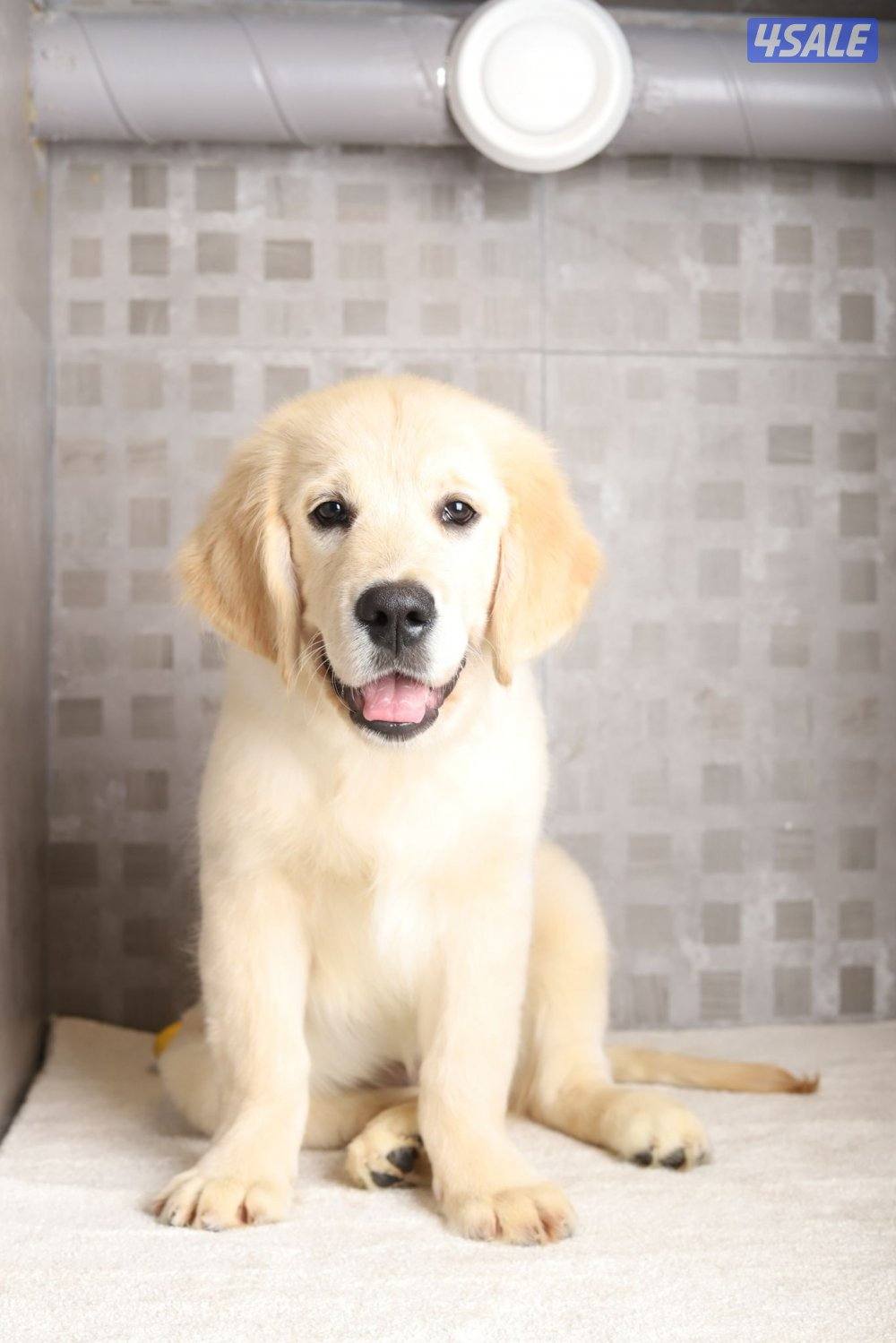 Golden retriever puppy 4 months1