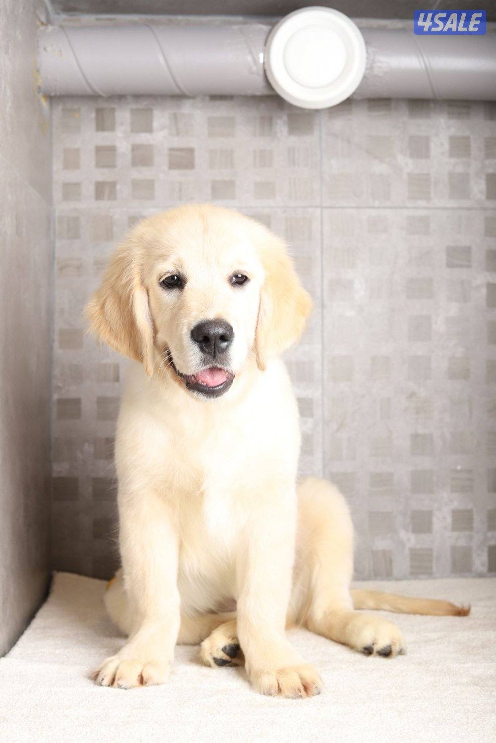Golden retriever puppy 4 months0