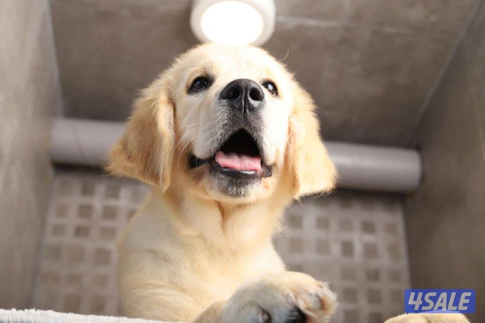 Golden retriever puppy 4 months2