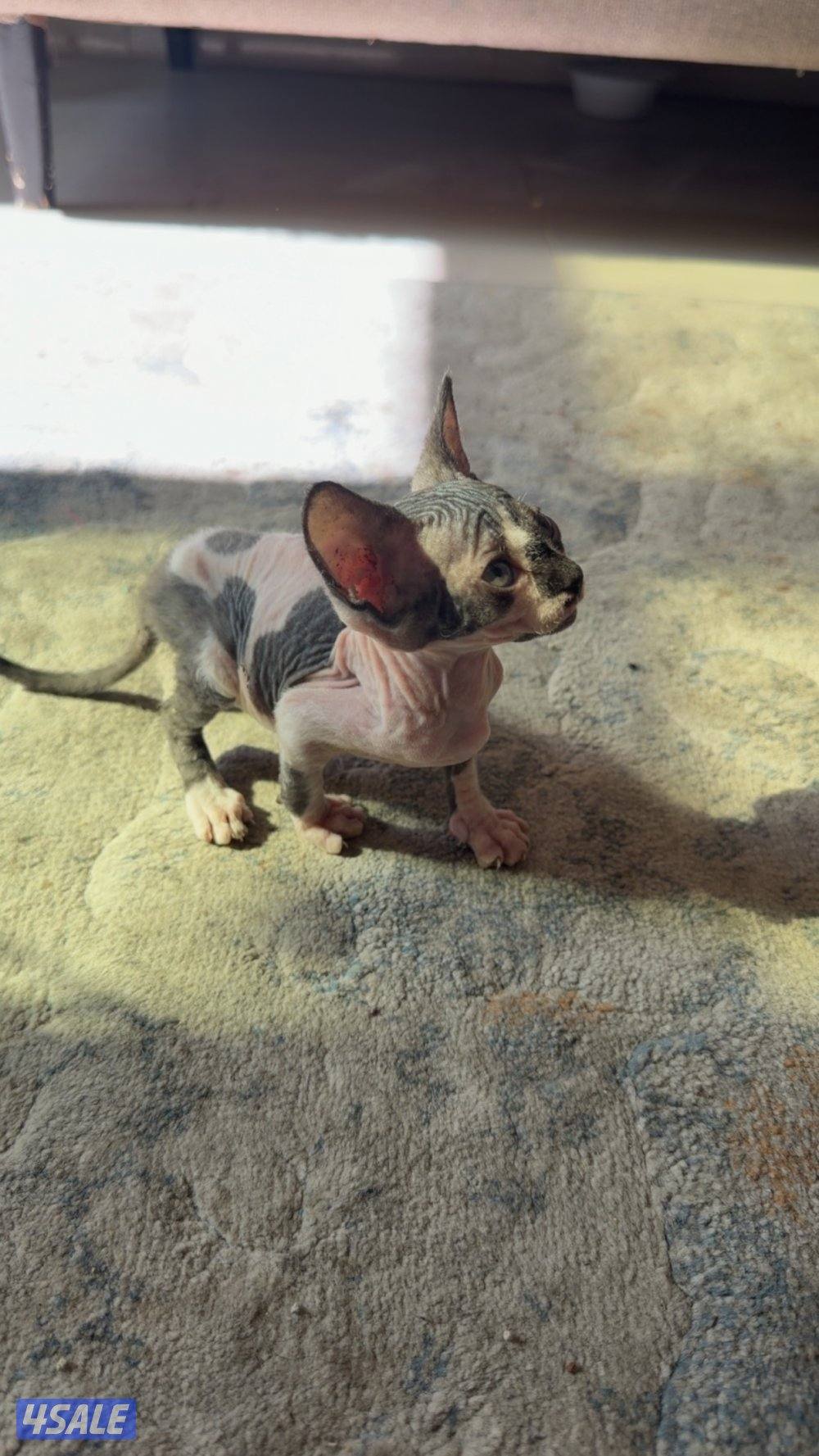 للبيع كيتن سفينكس0