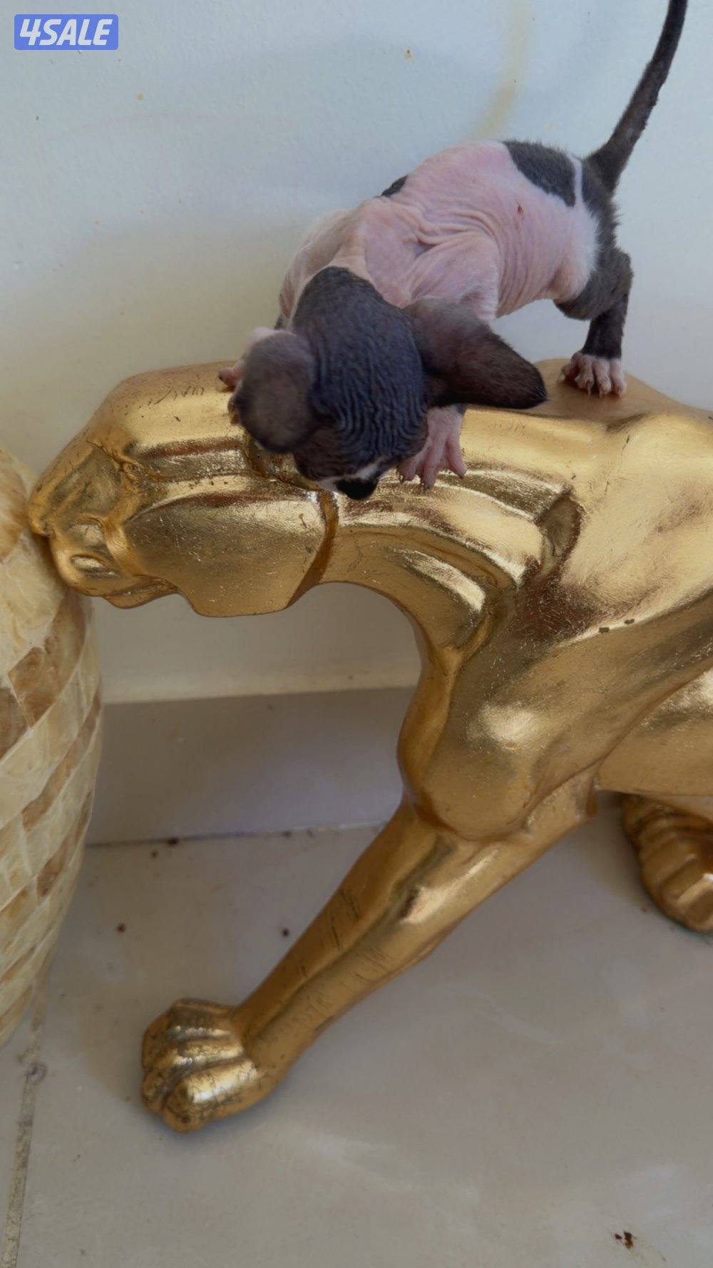 للبيع كيتن سفينكس1