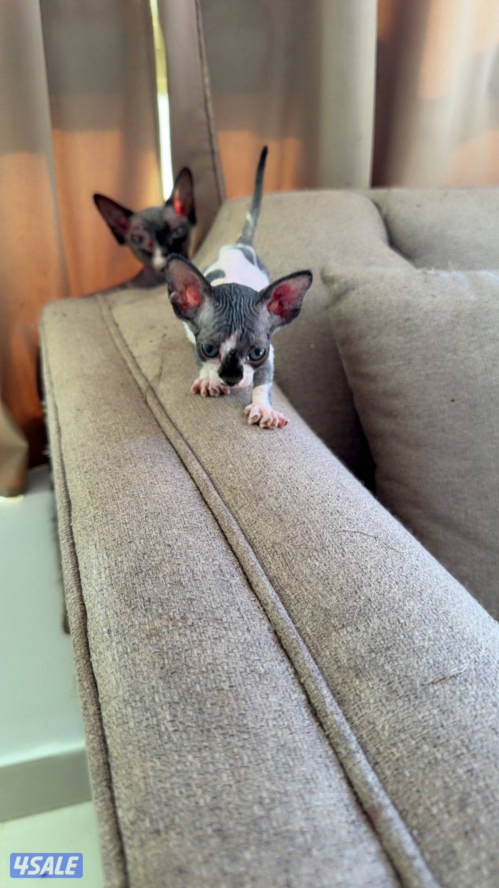 للبيع كيتن سفينكس2