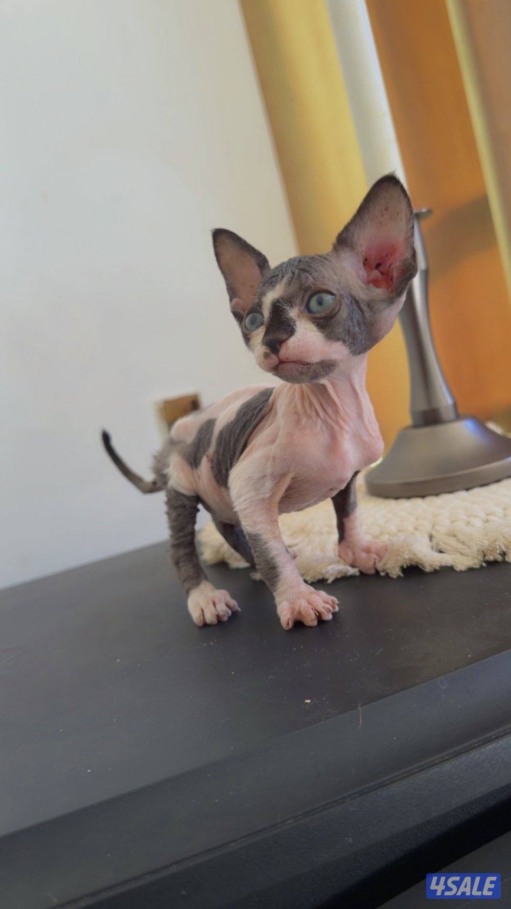 للبيع كيتن سفينكس3