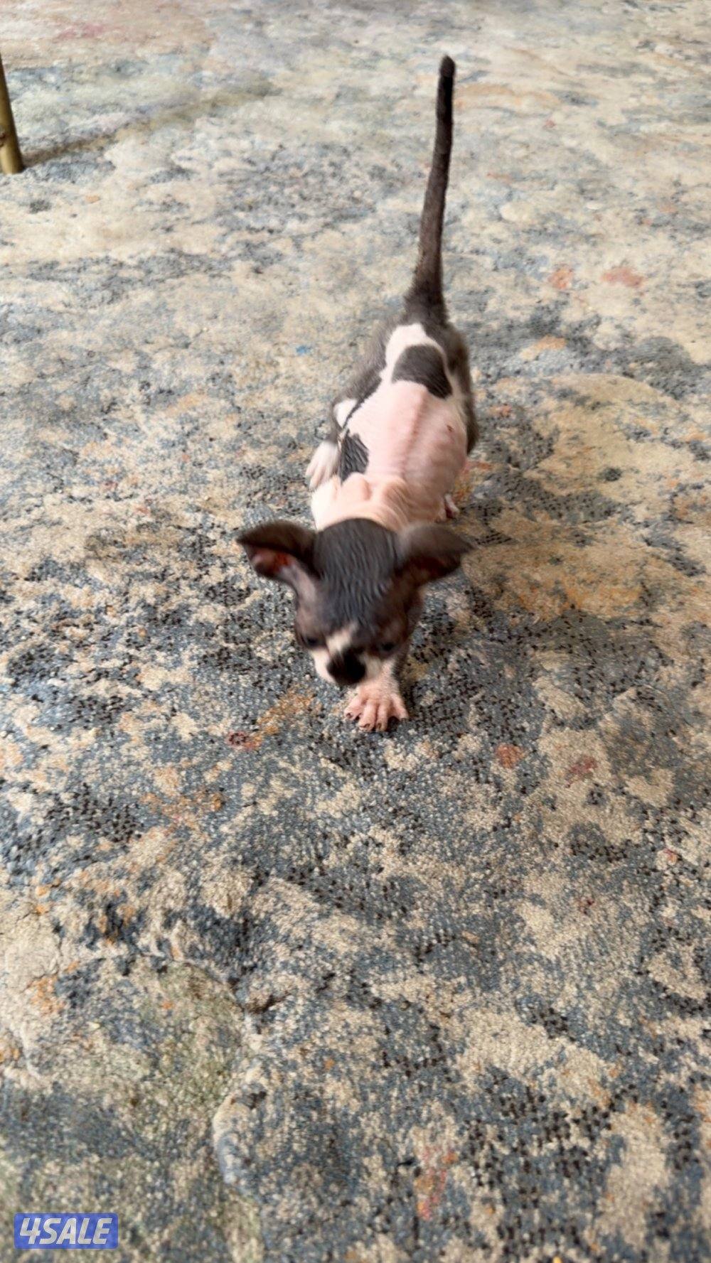 للبيع كيتن سفينكس4