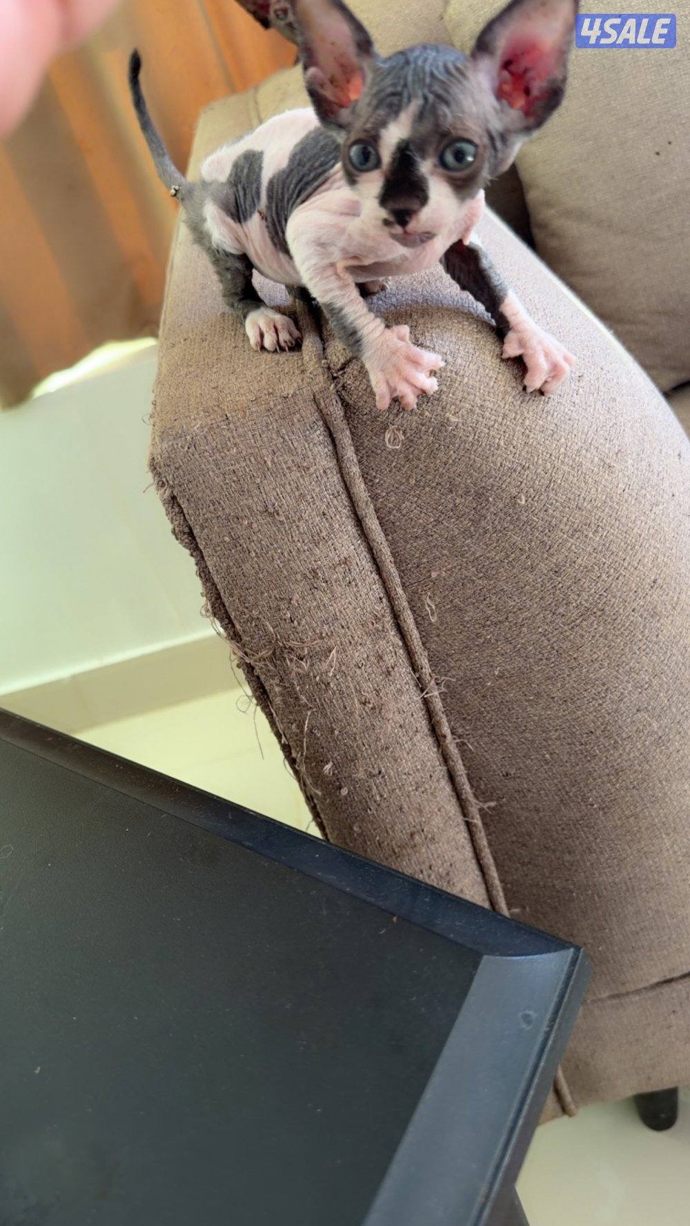 للبيع كيتن سفينكس5