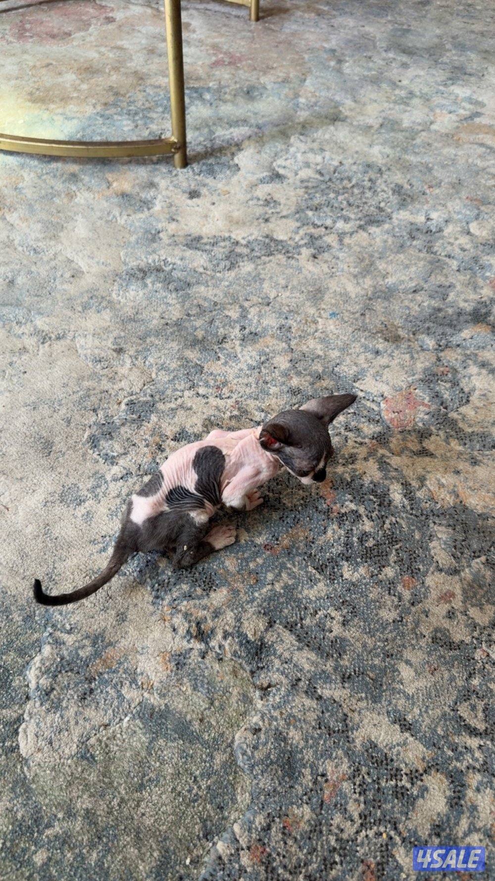 للبيع كيتن سفينكس6