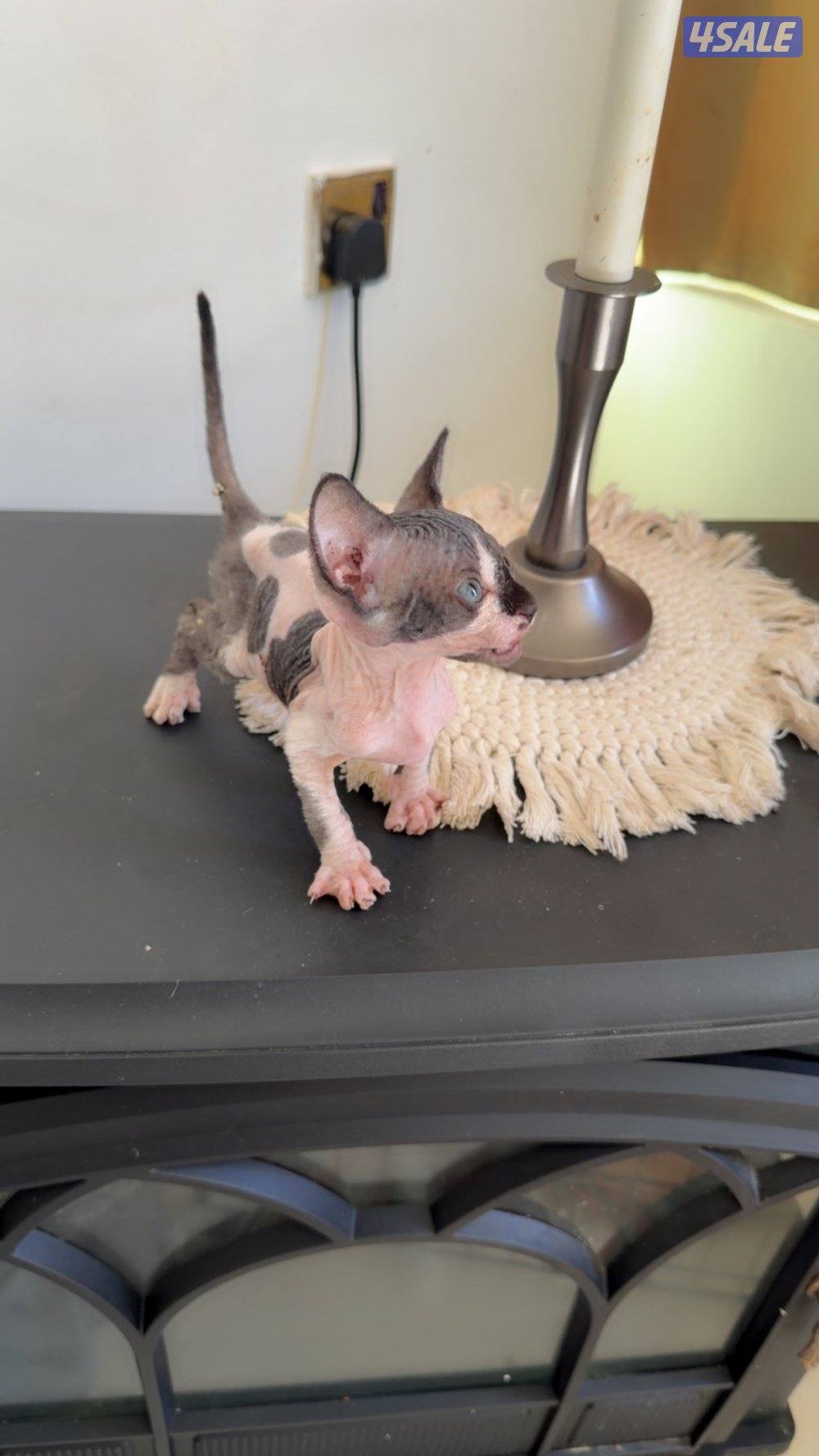 للبيع كيتن سفينكس7