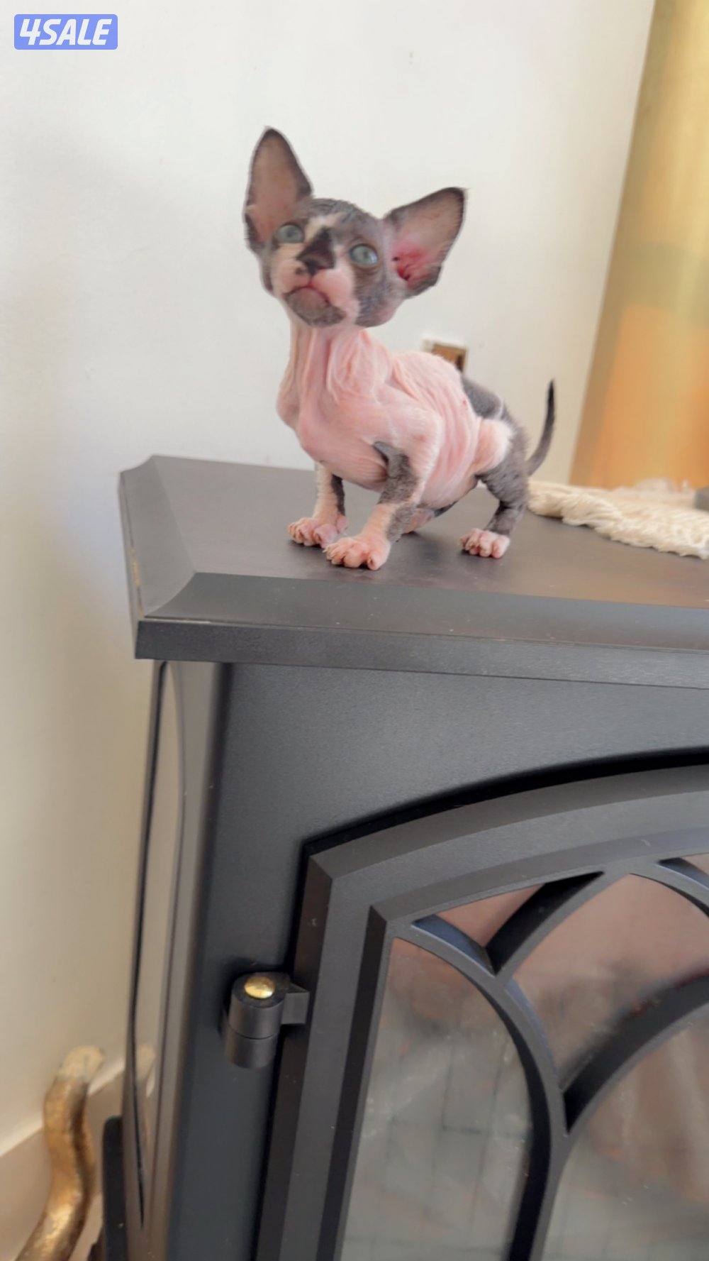 للبيع كيتن سفينكس8