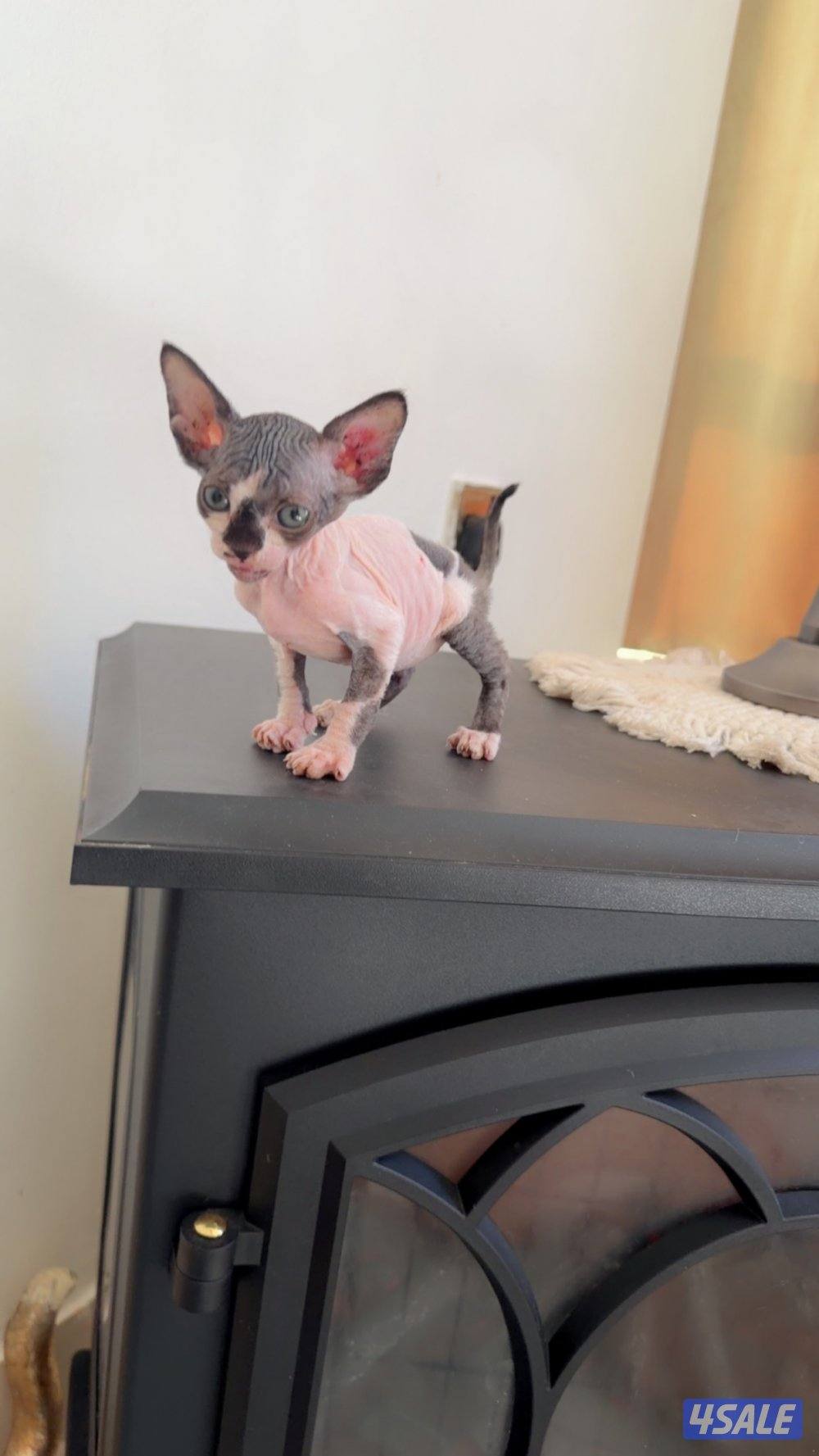 للبيع كيتن سفينكس9