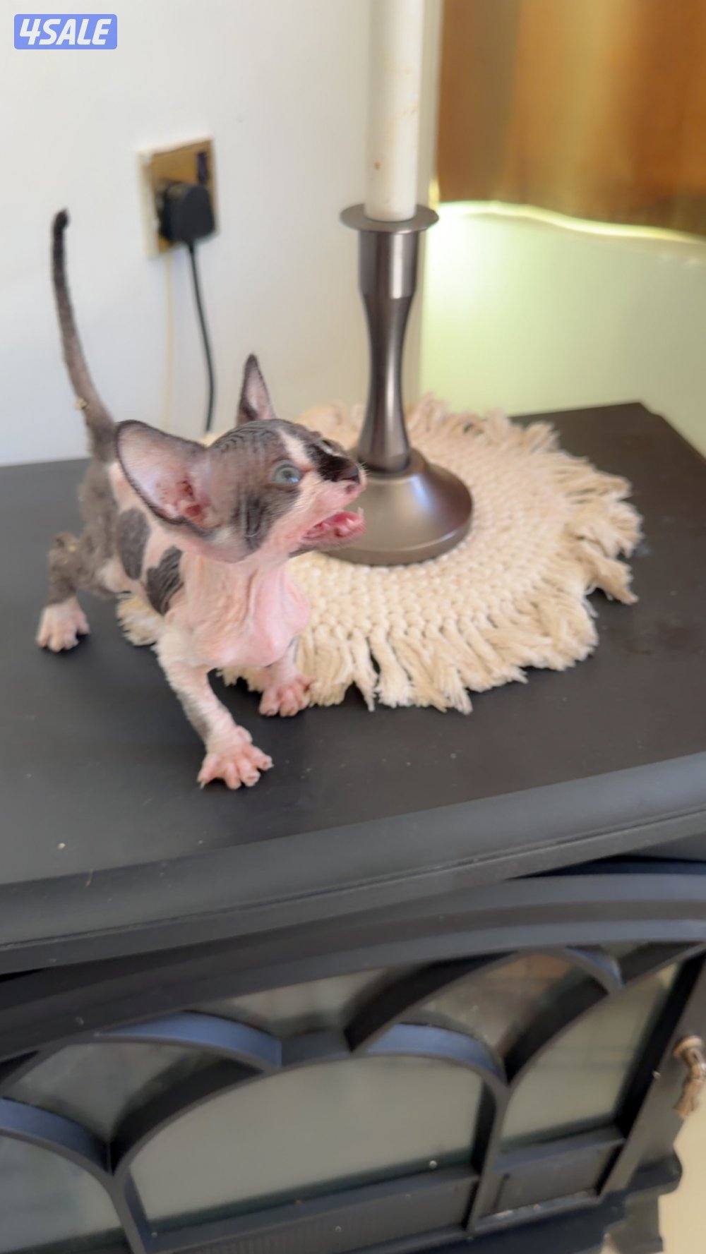 للبيع كيتن سفينكس10