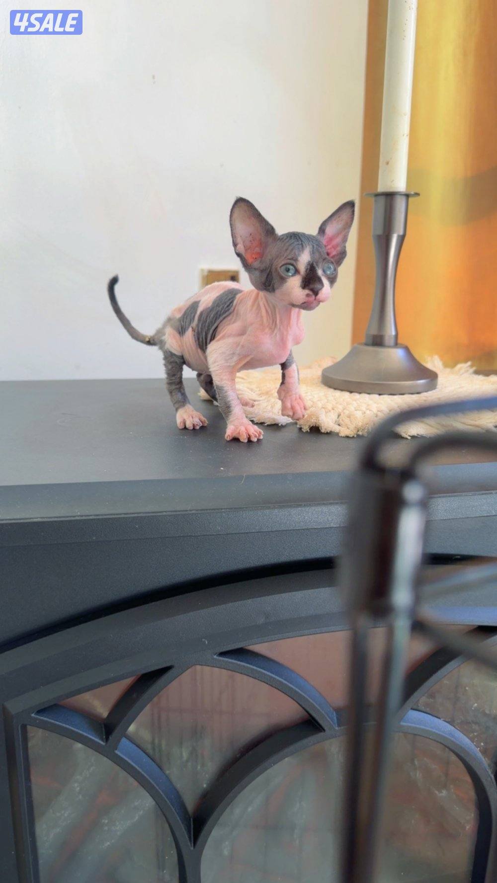 للبيع كيتن سفينكس11