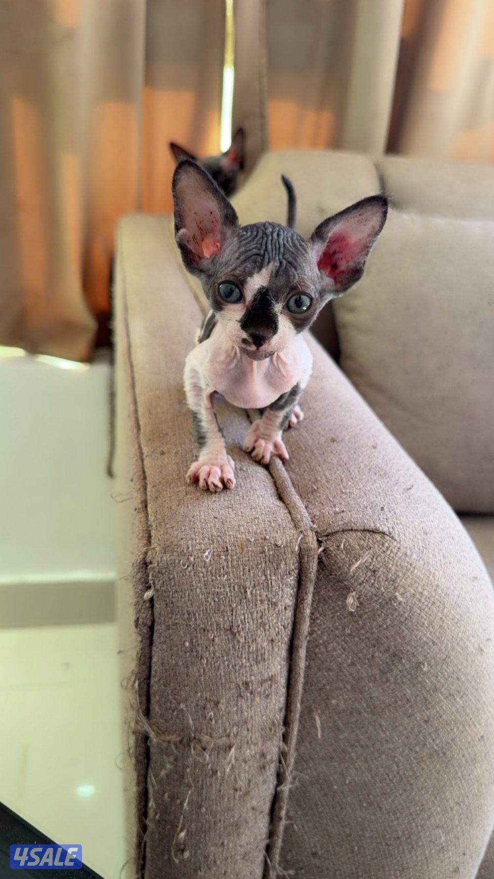 للبيع كيتن سفينكس12