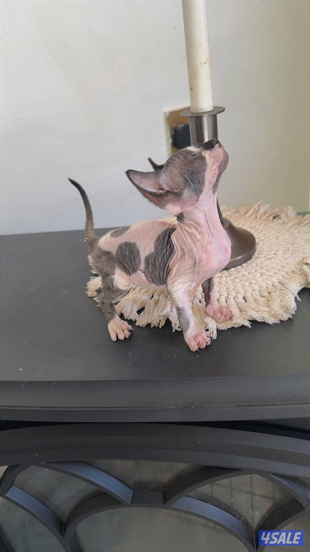 للبيع كيتن سفينكس13