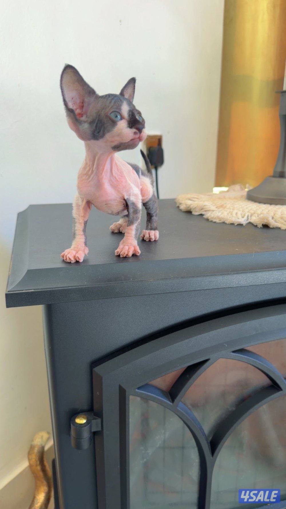 للبيع كيتن سفينكس14