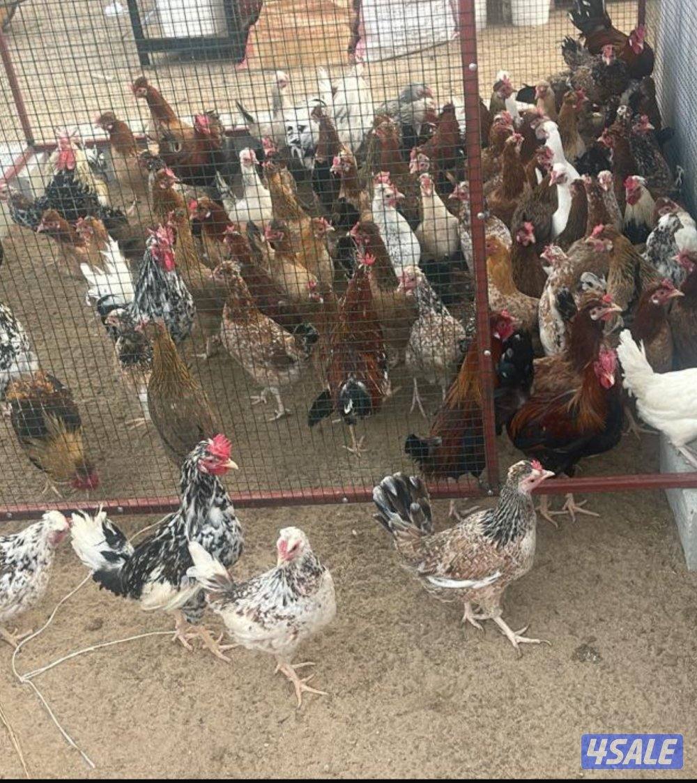 دجاج عربي بياض مرسوس0