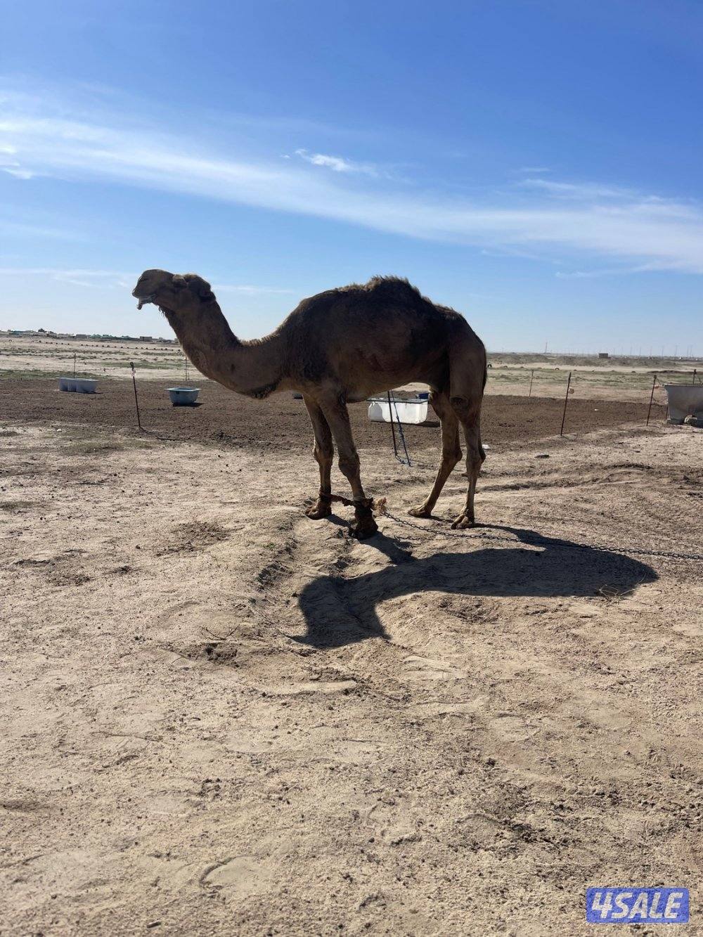 بعير اشعل صحه وسلم وشرط ظرب0