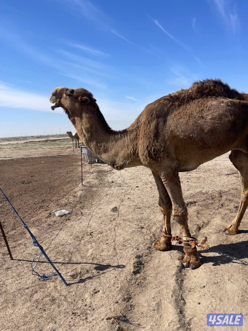بعير اشعل صحه وسلم وشرط ظرب1