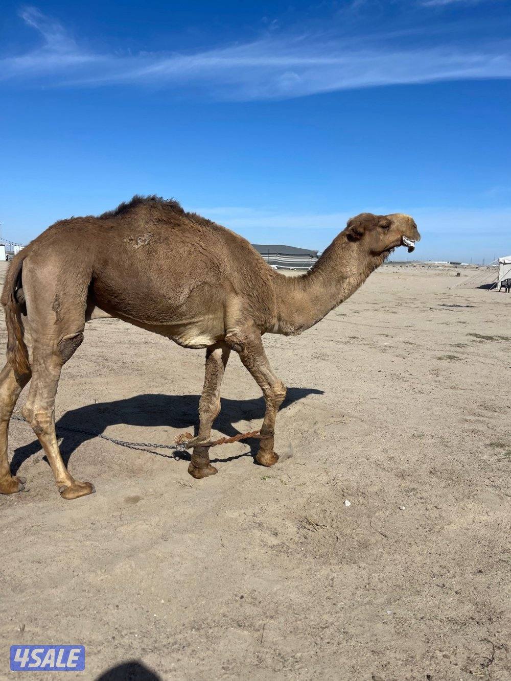 بعير اشعل صحه وسلم وشرط ظرب3