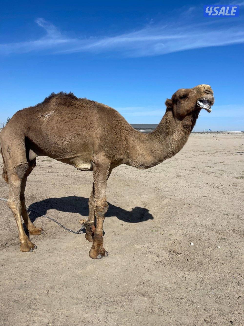 بعير اشعل صحه وسلم وشرط ظرب4