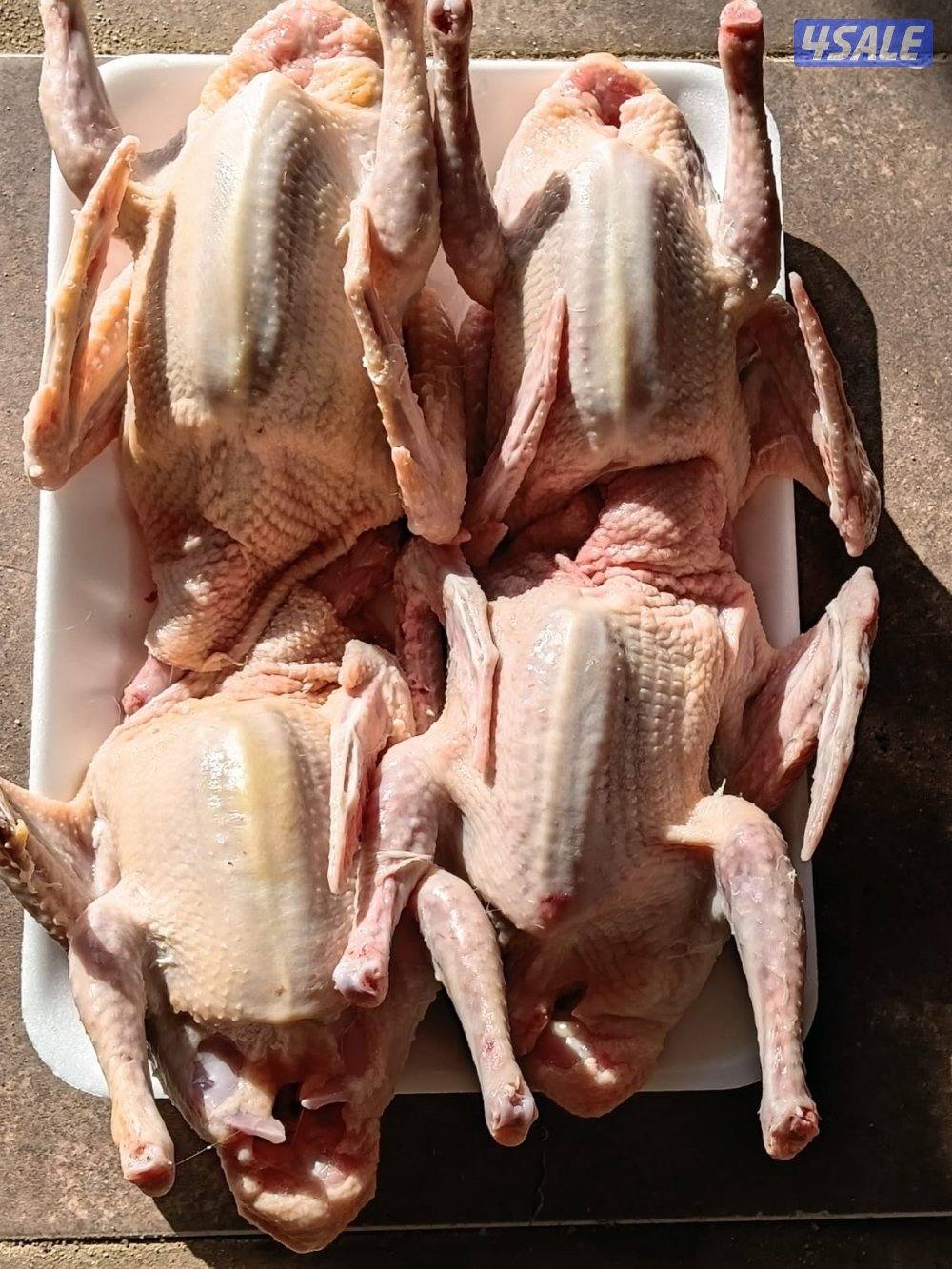 للبيع فروخ حمام العبدلي0