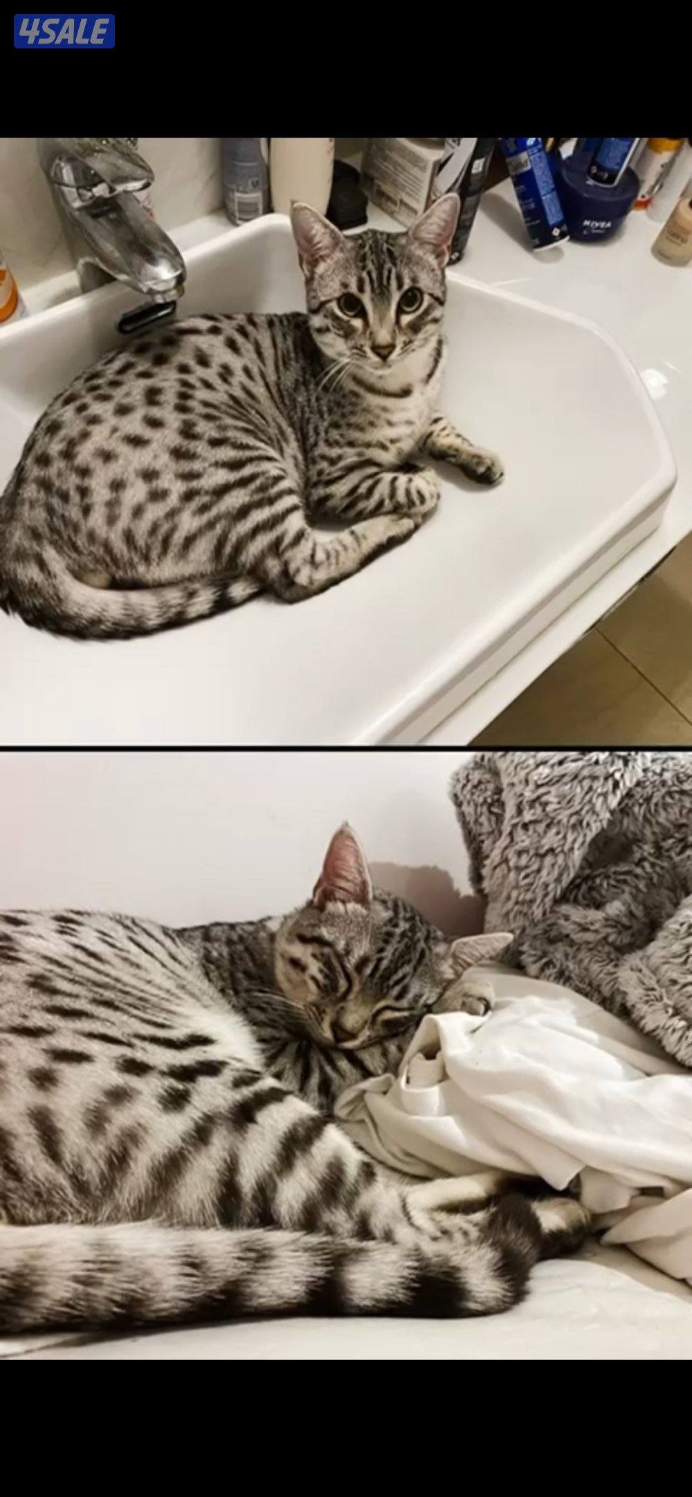 للتبني قط مصري بلدي1