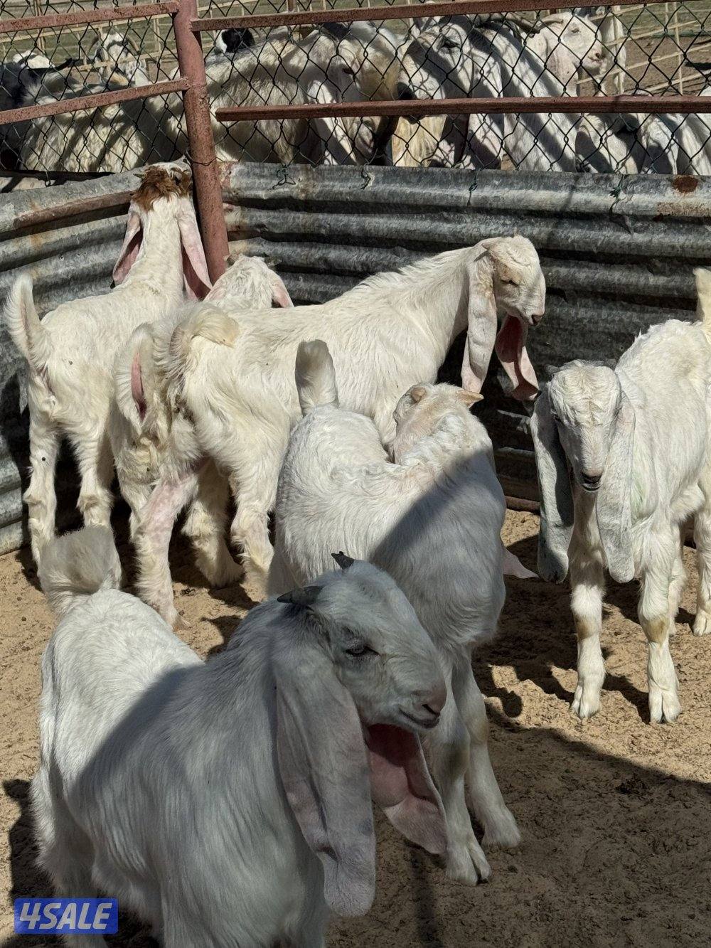 تيوس ذبايح0