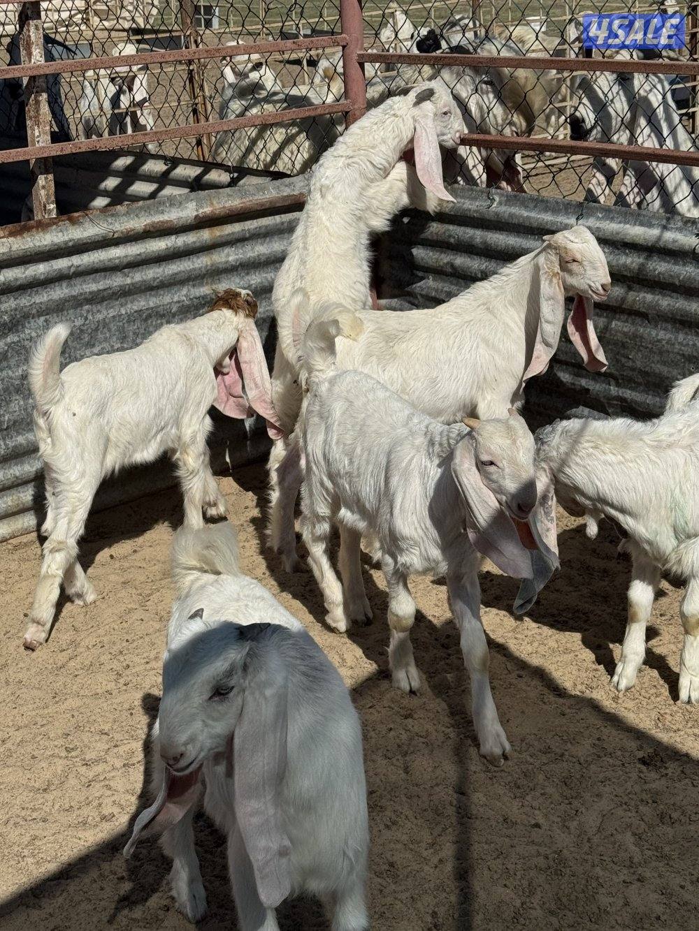 تيوس ذبايح1