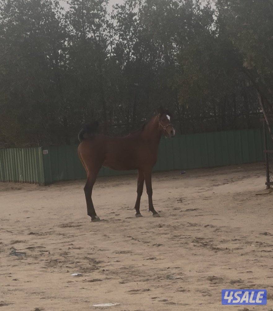 فلو بولش 20240