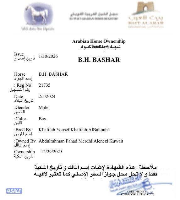 فلو بولش 20241