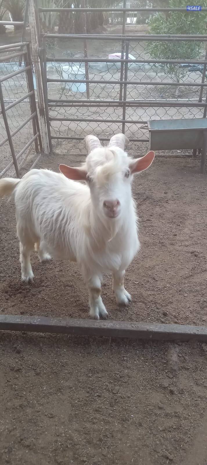 تيس تشيكي او الماعز القزم0