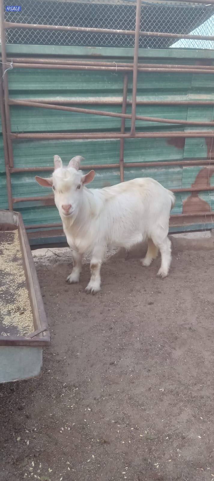 تيس تشيكي او الماعز القزم1