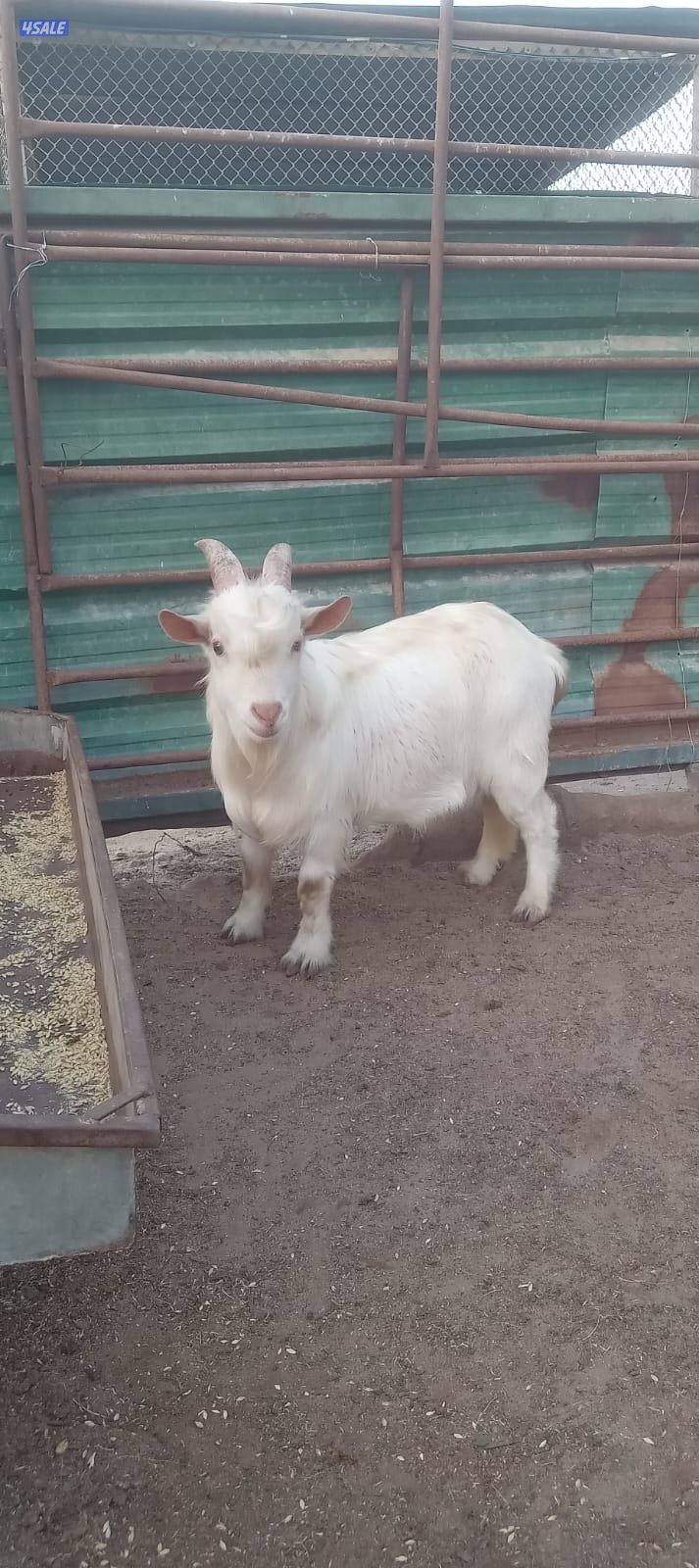 تيس تشيكي او الماعز القزم2