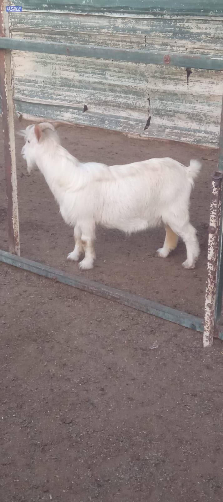 تيس تشيكي او الماعز القزم3