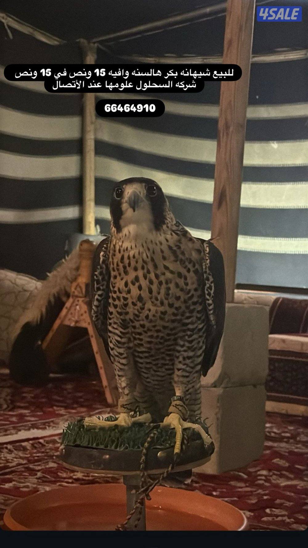 شيهانه بكر0