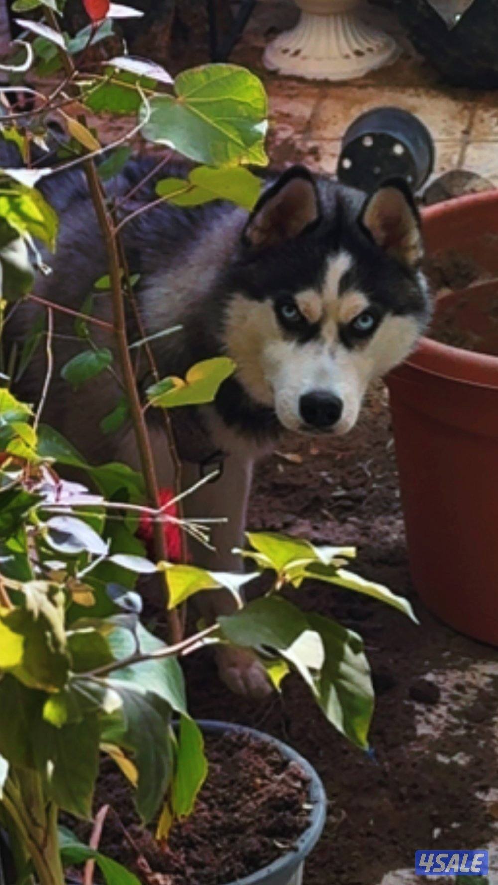 Husky pure puppy0