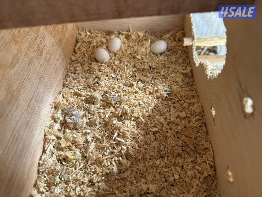 للبيع زواج كروان مع بيض منتجين0