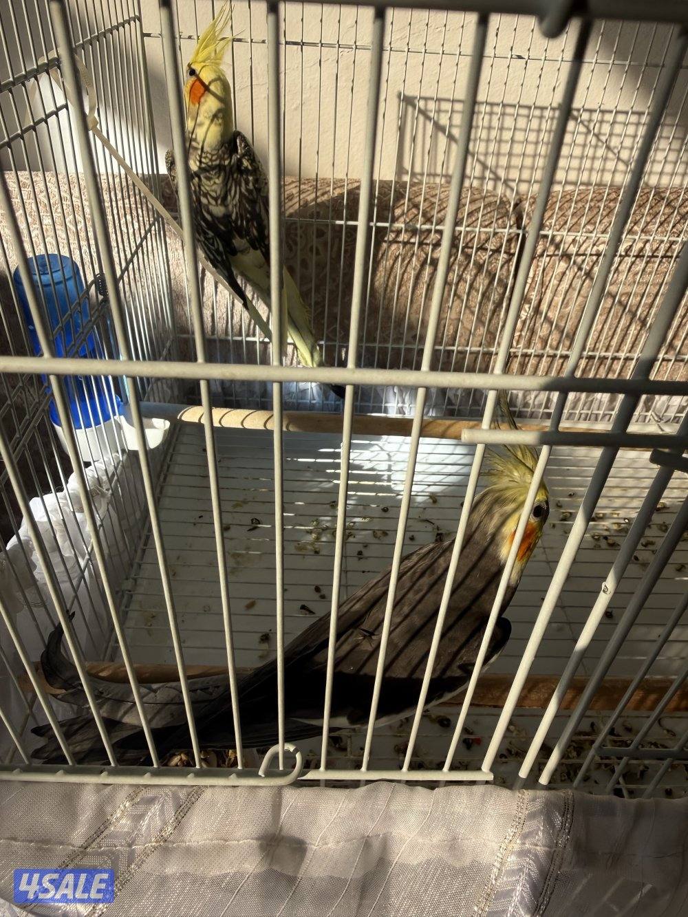 للبيع زواج كروان مع بيض منتجين2