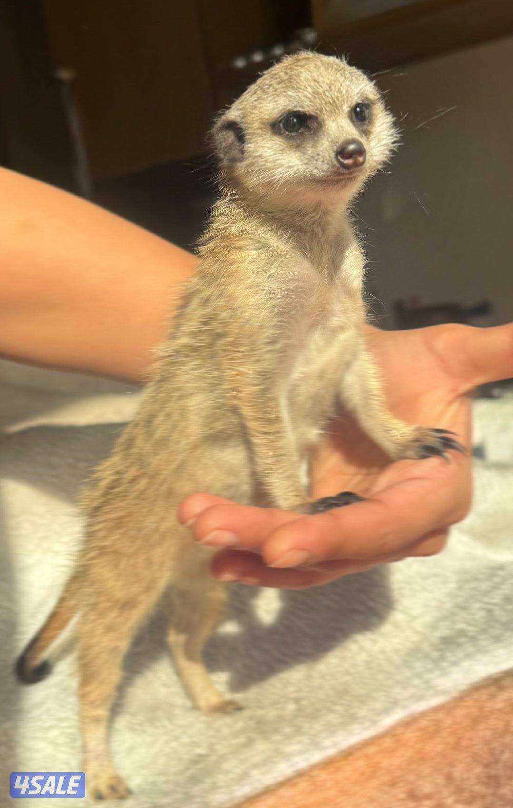 للبيع ميركات عمرها ٣ شهور0