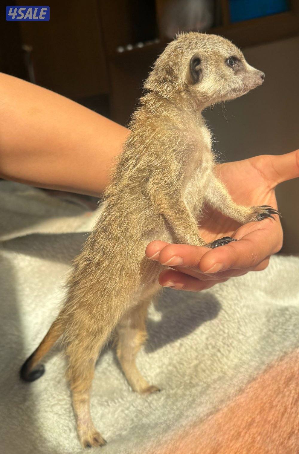 للبيع ميركات عمرها ٣ شهور1