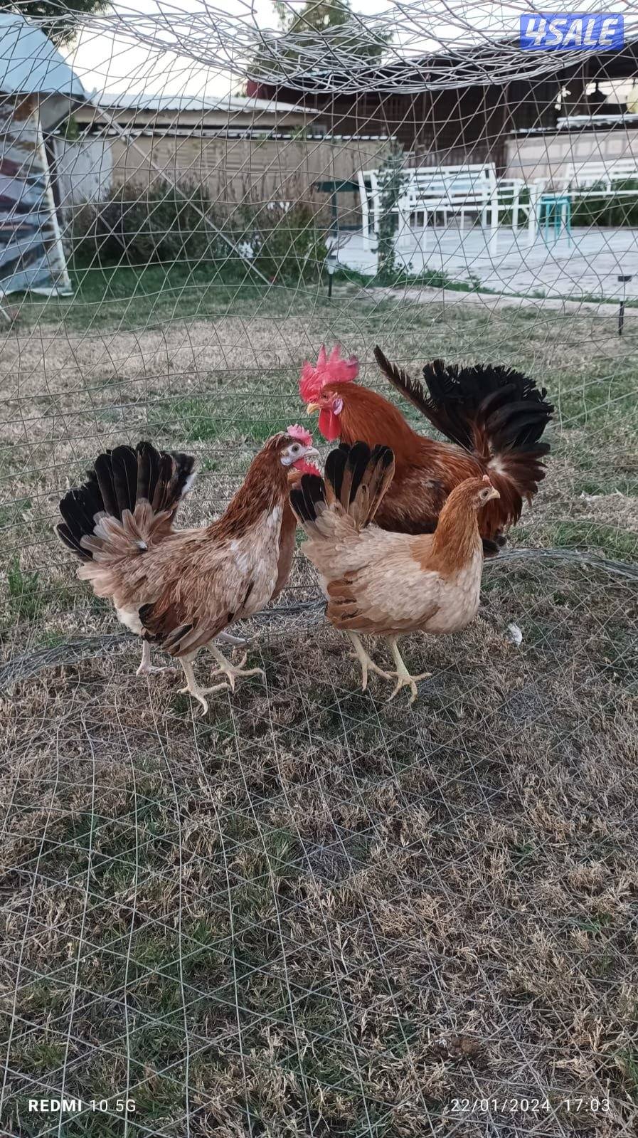 للبيع بيض دجاج1