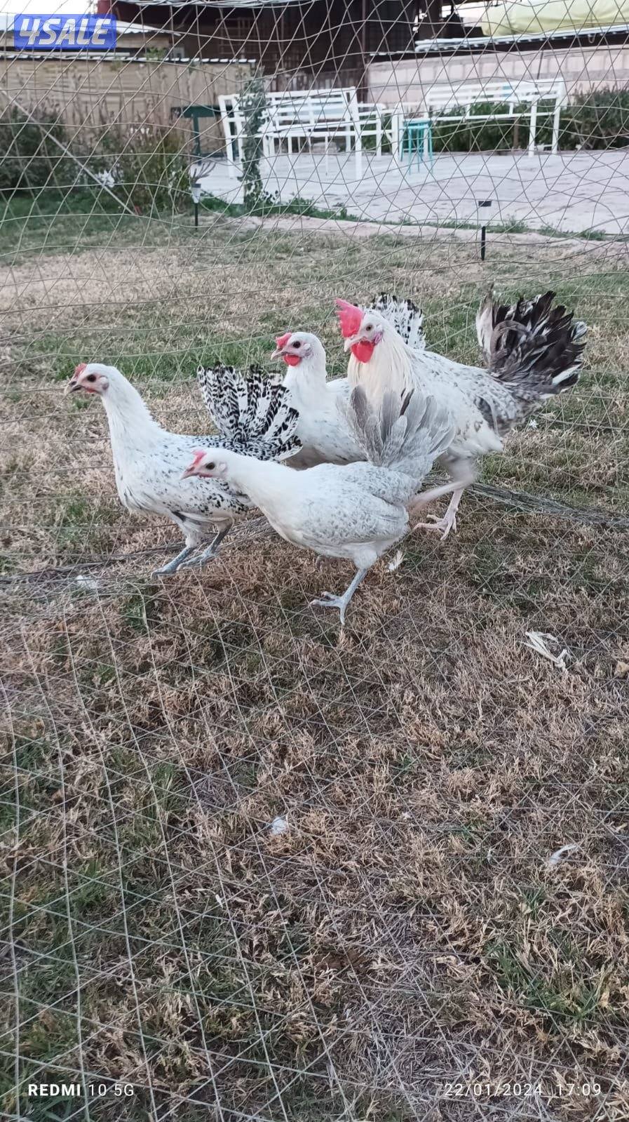 للبيع بيض دجاج2