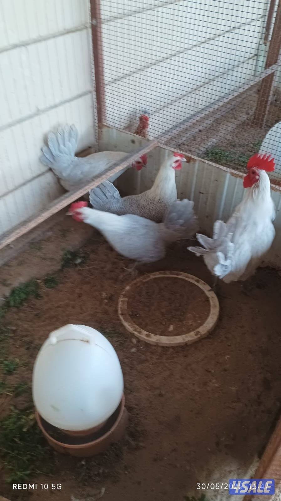 للبيع بيض دجاج3