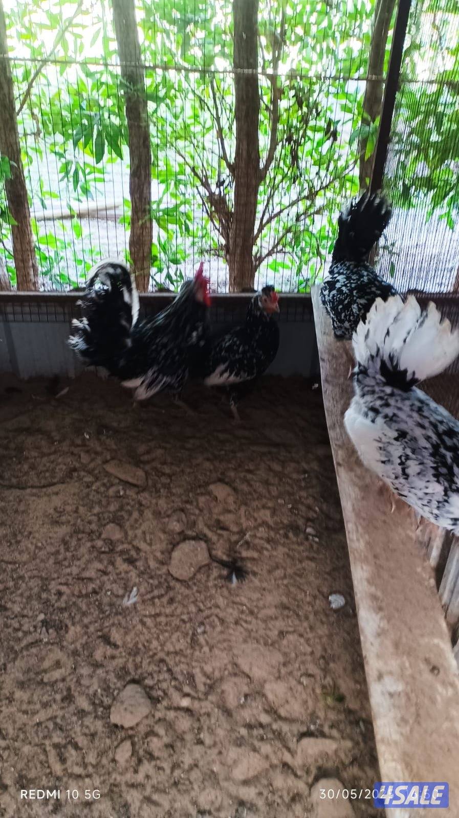 للبيع بيض دجاج4