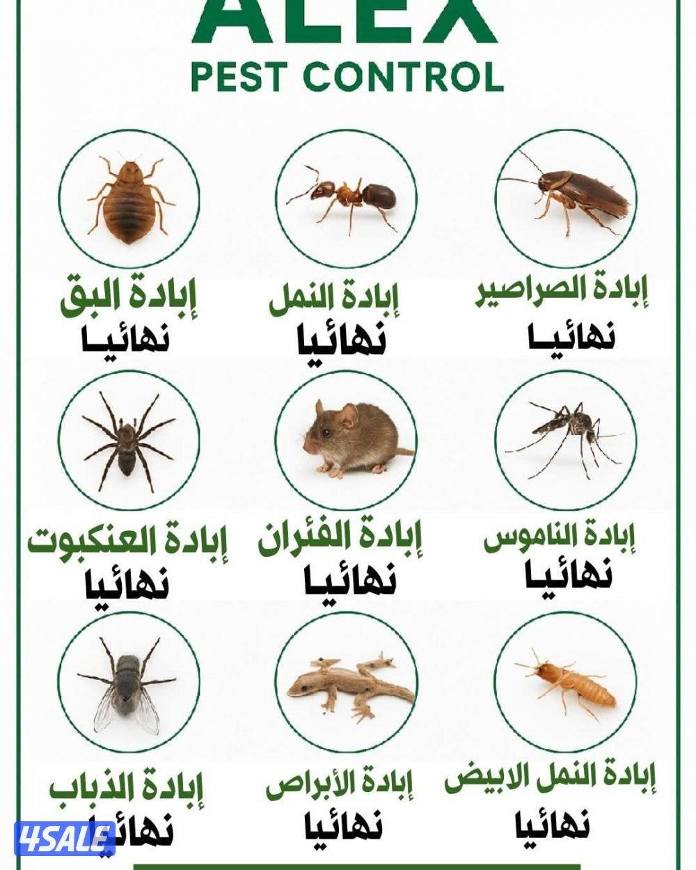 مكافحة حشرات وقوارض جميع مناطق الكويت خدمه 24ساعه  ارخص الأسعار2