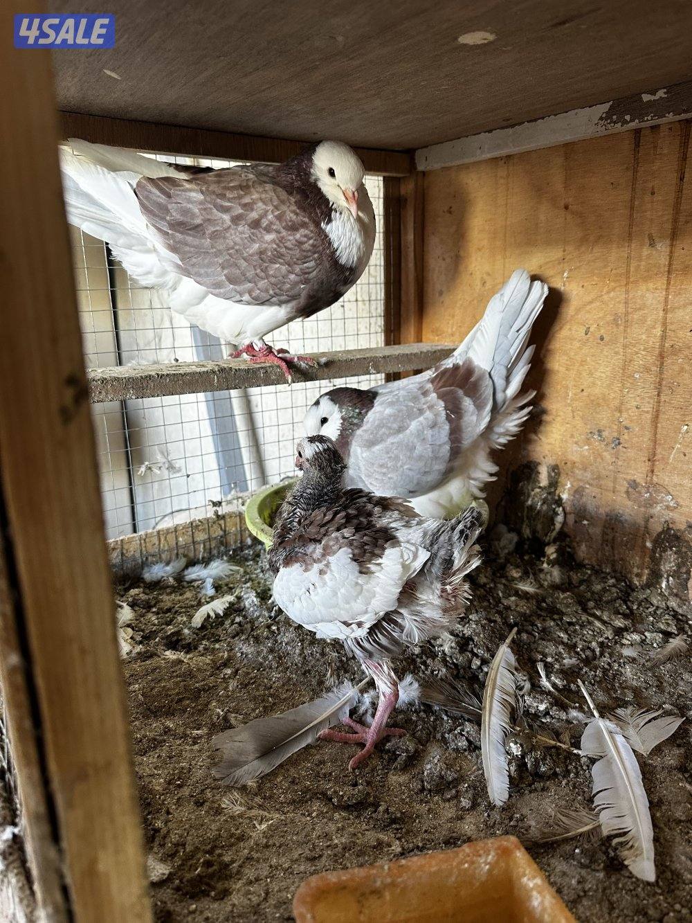 سعد العبدالله0