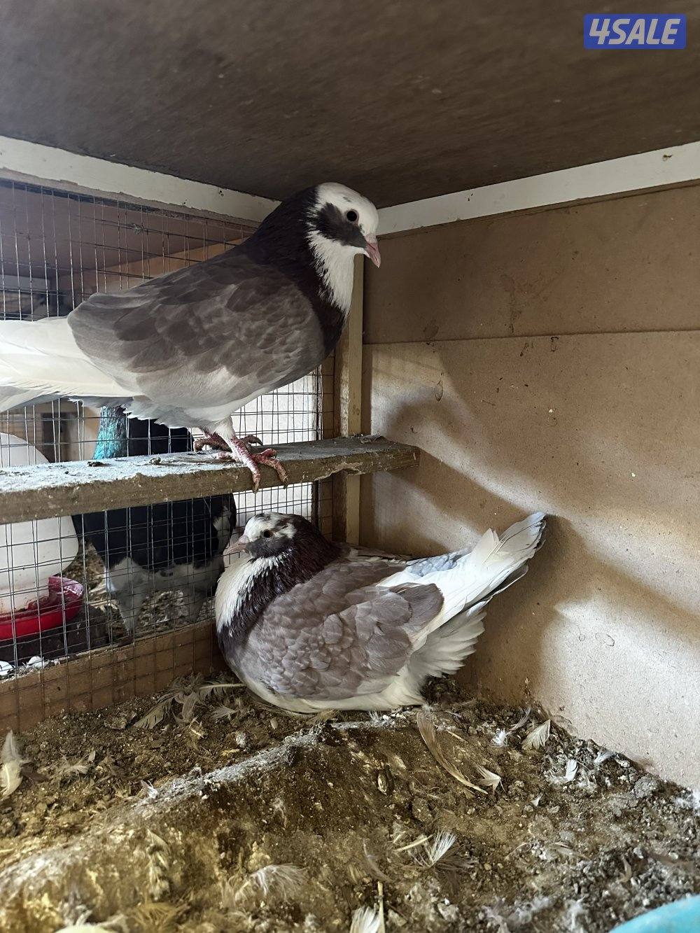 سعد العبدالله2