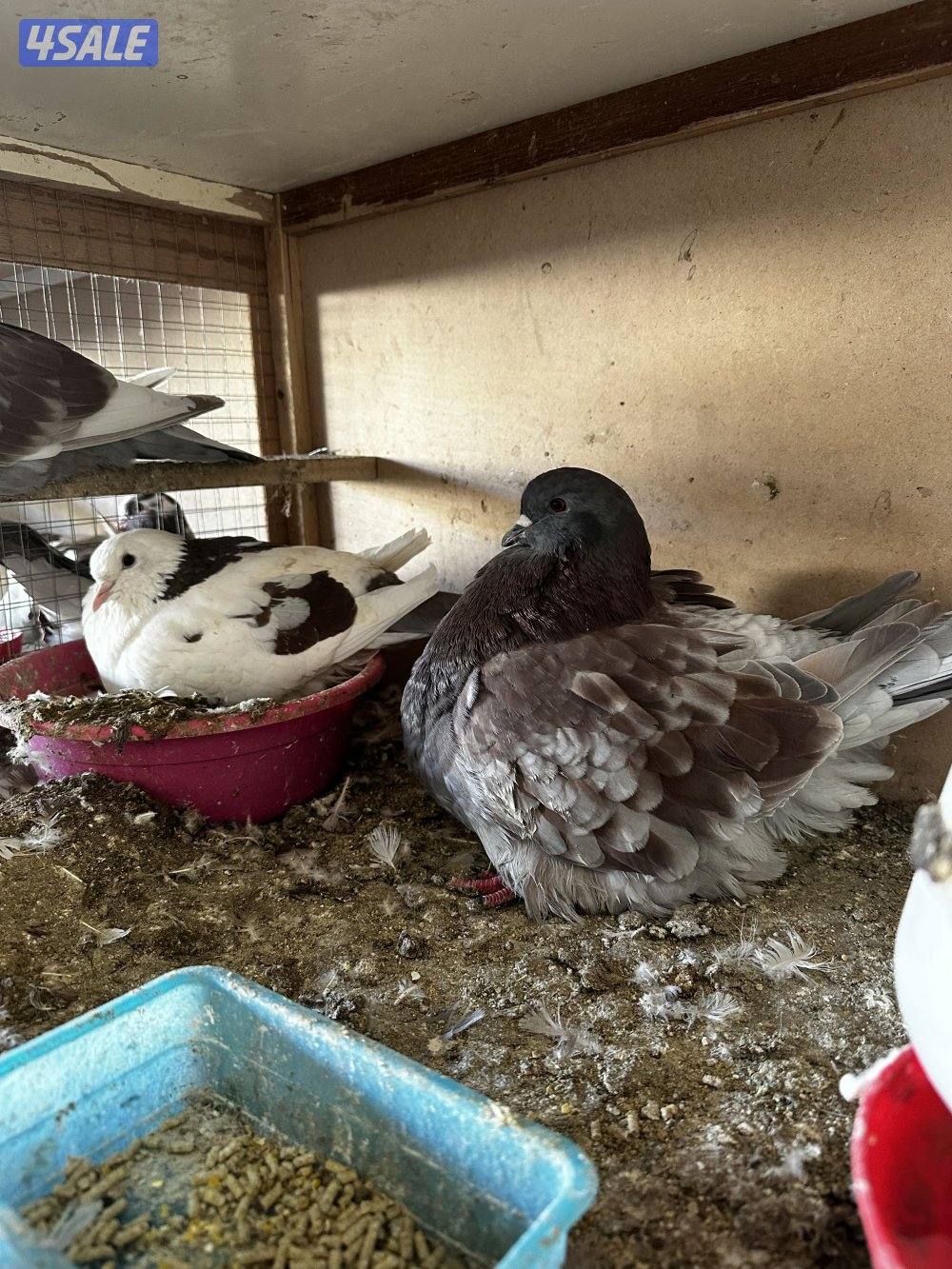 سعد العبدالله3