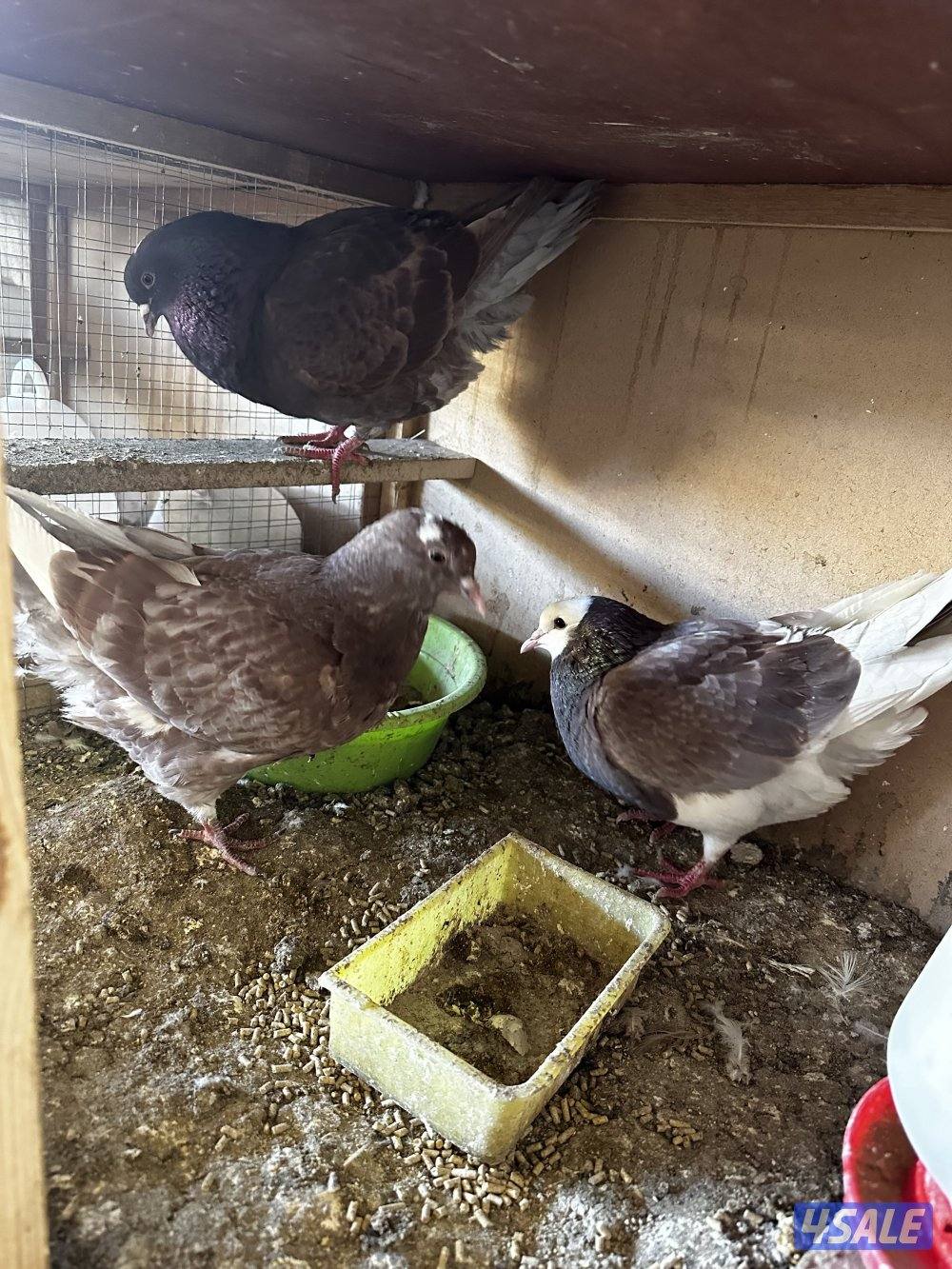 سعد العبدالله5